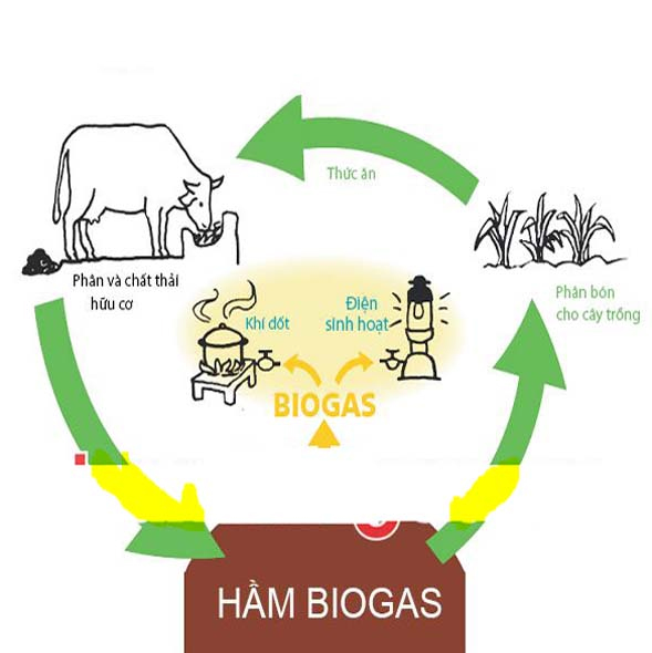 Sử dụng hầm Biogas làm khí đốt và phân Hữu cơ