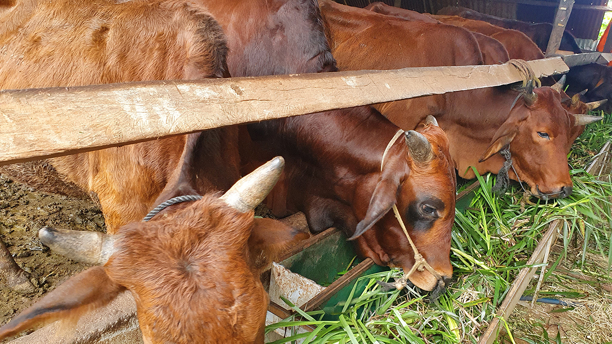 Máy thái chuối giá rẻ dành cho các hộ chăn nuôi dê bò