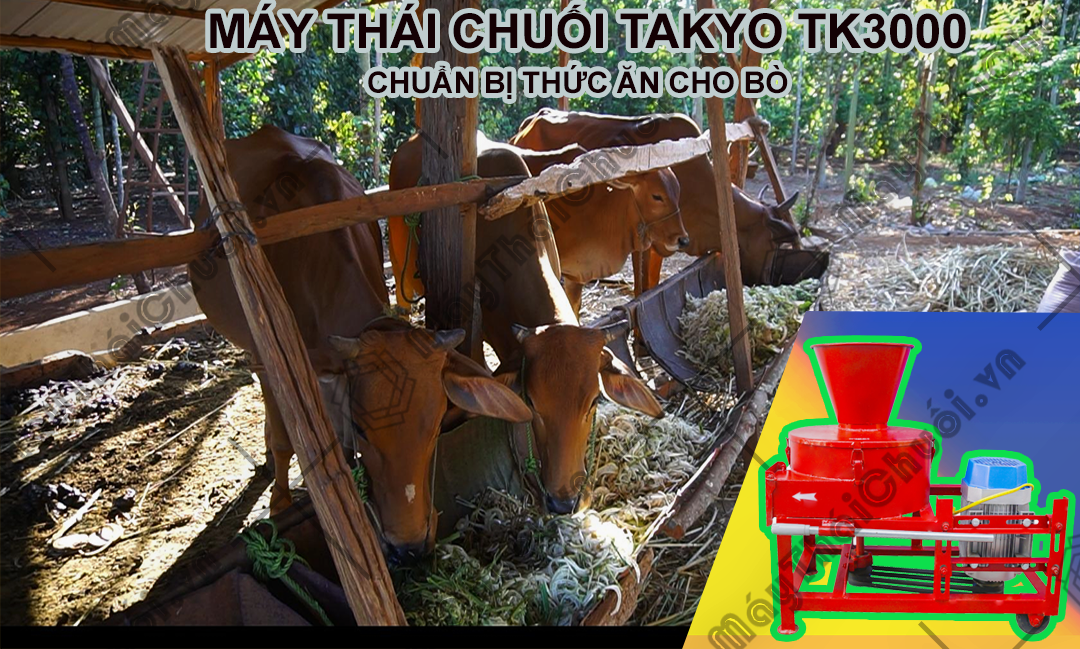 Máy băm chuối Takyo TK3000 chuyên dùng cho chăn nuôi trâu bò