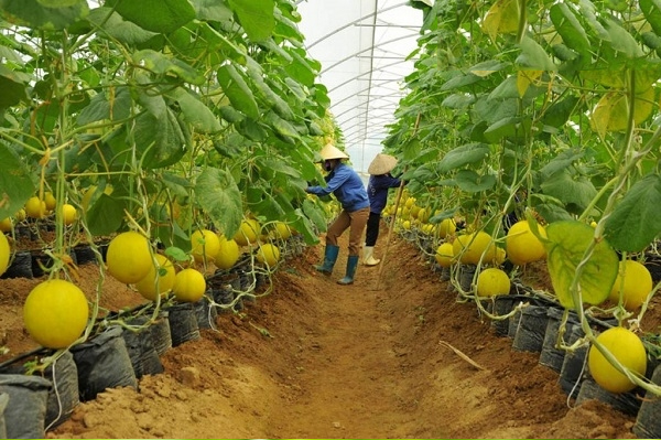 Nông nghiệp trồng trọt tập trung, áp dụng kĩ thuật trồng mới giúp tăng hiệu quả, chất lượng sản phẩm nông nghiệp.