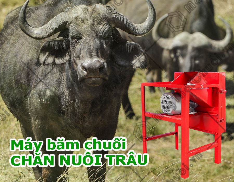 Máy thái cỏ Takyo TK11 chuyên sử dụng cho chăn nuôi trâu bò 