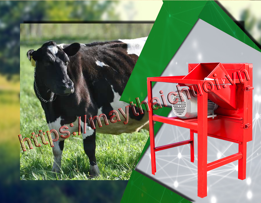 ►Máy  thái chuối ở Sóc  Trăng cho chăn nuôi trâu bò