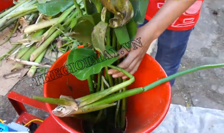 Tận dụng nguồn rau xanh sẵn có làm thức ăn dinh dưỡng cho vật nuôi nhờ MÁY THÁI CHUỐI ở Kiên Giang