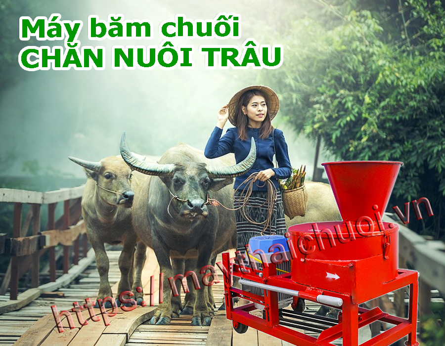 Máy  thái chuối ở Tiền Giang cho chăn nuôi trâu bò