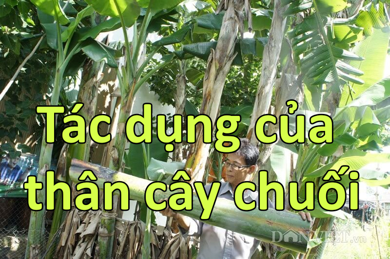 Tác dụng của thân cây chuối