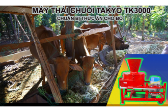 Phân phối máy băm chuối Takyo giá rẻ cho trâu bò tại Long An
