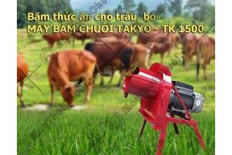 Cách chăn nuôi bò hiệu quả bằng máy thái chuối Takyo đa năng